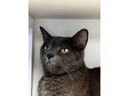 Adopt Diego a Domestic Short Hair