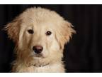 Adopt Timmie a Rough Collie, Maremma Sheepdog