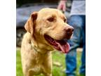 Adopt Jake a Golden Retriever, Labrador Retriever