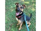 Adopt Gatorade a German Shepherd Dog, Rottweiler