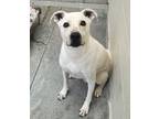 Adopt Max a Terrier, Australian Cattle Dog / Blue Heeler