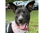 Adopt Palmer a Basenji, Mixed Breed
