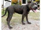 Adopt Lil Bit a Pit Bull Terrier, Mixed Breed