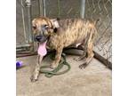 Adopt Cato a Black Mouth Cur
