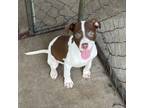 Adopt Cuddles a Black Mouth Cur