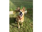 Adopt Simba a Shiba Inu