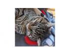 Adopt Mr. Tabbs a Domestic Short Hair
