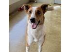 Adopt Bingo a Australian Cattle Dog / Blue Heeler, Mixed Breed