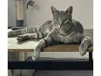 Adopt Radbourne a Domestic Short Hair