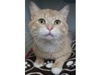 Adopt Babble a Domestic Short Hair