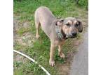 Adopt Reggie a German Shepherd Dog