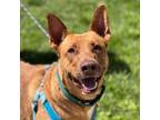 Adopt Leo a German Shepherd Dog