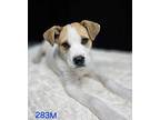 Finley Mixed Breed (Medium) Puppy Male