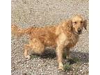 Jasper Golden Golden Retriever Young Male