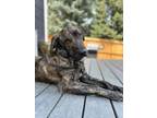 Adopt Tiger a Anatolian Shepherd, Mixed Breed