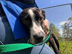 PEPPY* American Bulldog Young Male