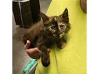 Italian Treats - TERAMASU Domestic Longhair Kitten Female