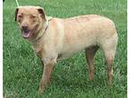 Heidi Labrador Retriever Adult Female