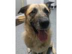 BEETHOVEN Anatolian Shepherd Adult Male