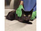 BYNX Manx Adult Female