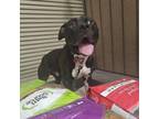 Adopt Fizzgig a American Staffordshire Terrier