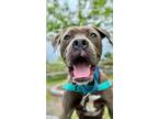 Adopt Jameson a American Staffordshire Terrier
