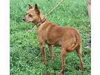 Papa Smurf (Neutered) Miniature Pinscher Adult Male