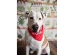 Adopt Hercules a Labrador Retriever