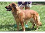 Hazel (Spayed) Collie Adult Female