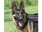 Handsome Pants German Shepherd Dog Adult Male