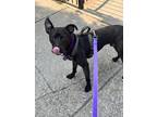 Adopt Ringo a Labrador Retriever