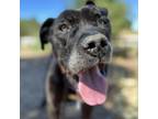 Adopt Ozzie a Pit Bull Terrier