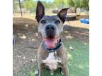 Adopt Schroeder a Pit Bull Terrier