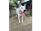 Adopt Gordie a American Staffordshire Terrier, Labrador Retriever