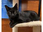 Rasta Domestic Shorthair Senior Male