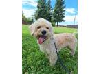 Adopt Joe a Poodle