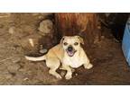 Adopt AXEL a Pug