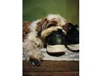 Adopt Raggy a Shih Tzu