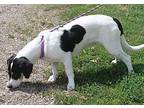 Valentine Beagle Adult Female