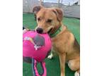 Adopt Arlo a German Shepherd Dog, Beagle