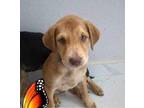 Berry Retriever (Unknown Type) Puppy Female