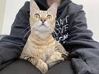 Eleanor Domestic Shorthair Young Female