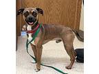 Kenny Rodgers Chihuahua Adult Male