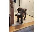 Theo Maltipoo Puppy Male