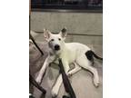 Adopt Leonard a Australian Shepherd, Cattle Dog