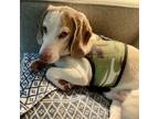 Adopt Bandit a Beagle