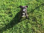 Adopt Joey a Labrador Retriever