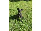 Adopt Jesse a Labrador Retriever