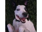 Adopt Pegasus a Pointer, Labrador Retriever
