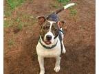 Adopt Genius a Pit Bull Terrier, Mixed Breed